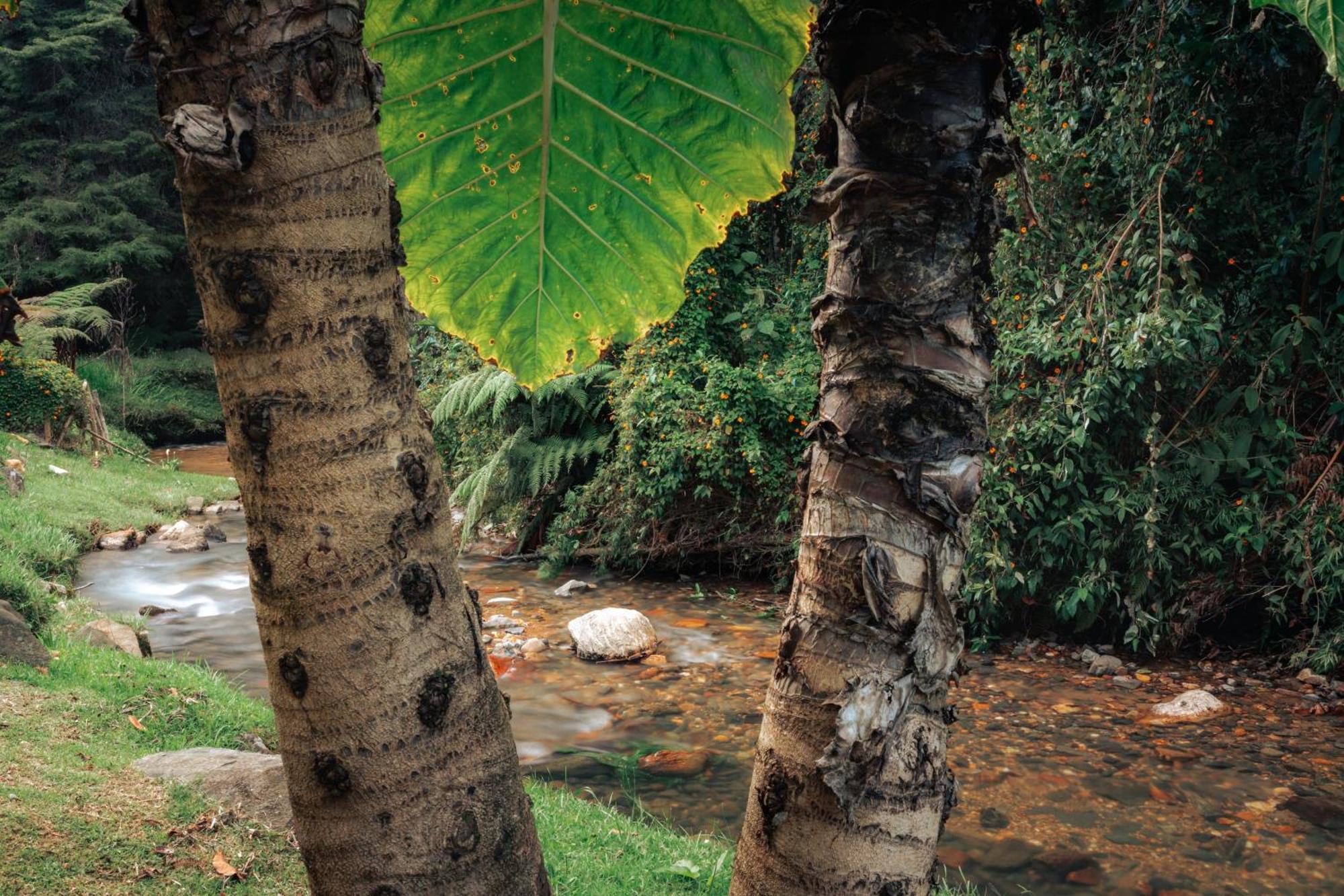 Bubblesky Glamping 15 Min From Medellin Hotel Rionegro Eksteriør billede